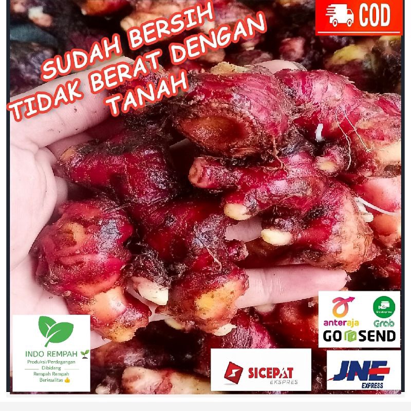 

Terlaris Jahe Merah Red Ginger Size Super 1 Kg Sudah Bersih
