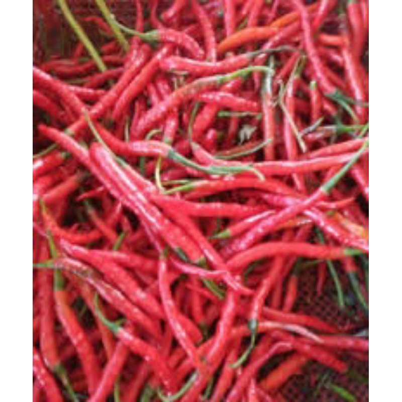 

Cabe merah kriting 250gr