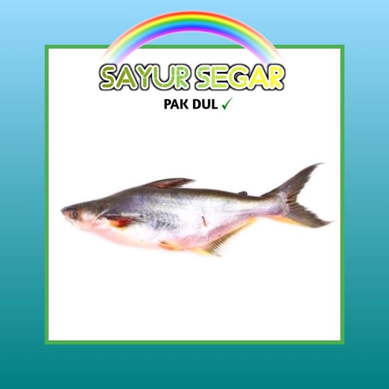 

Ikan Patin +-500gr