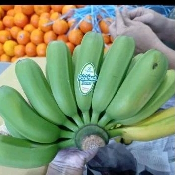 

BUAH PISANG KEPOK AUSTRALIA FRESH 1 SISIR