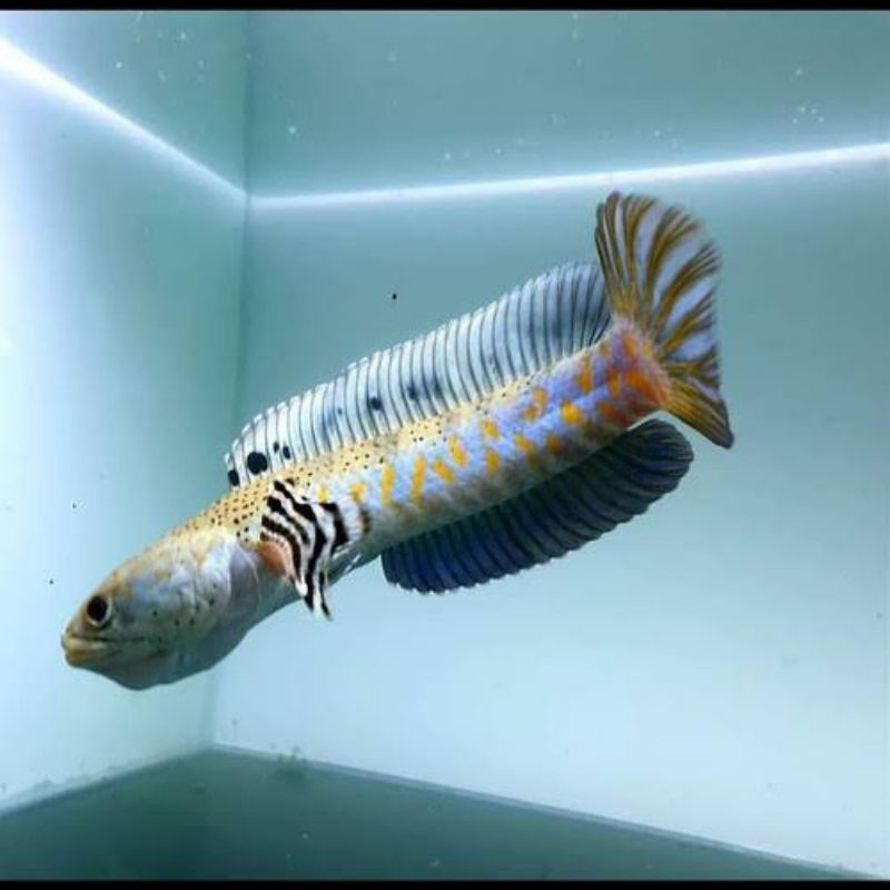 Hiasan akuarium BERGARANSI blue pulcra SINGEL TANK FLARING 12-15cm  packing