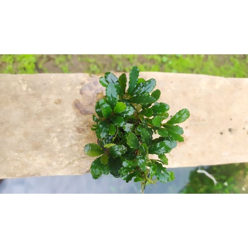 buce mini coin media wabikusa tanaman aquascape