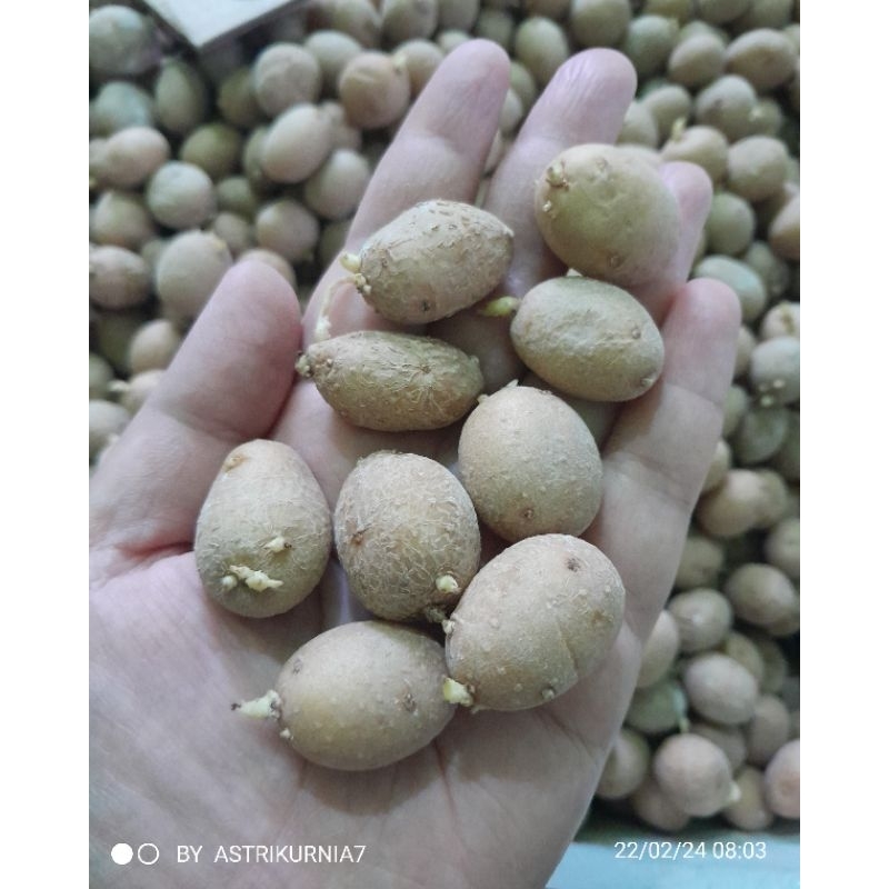 Bibit Kentang G0 GL (Telur puyuh) 50 biji