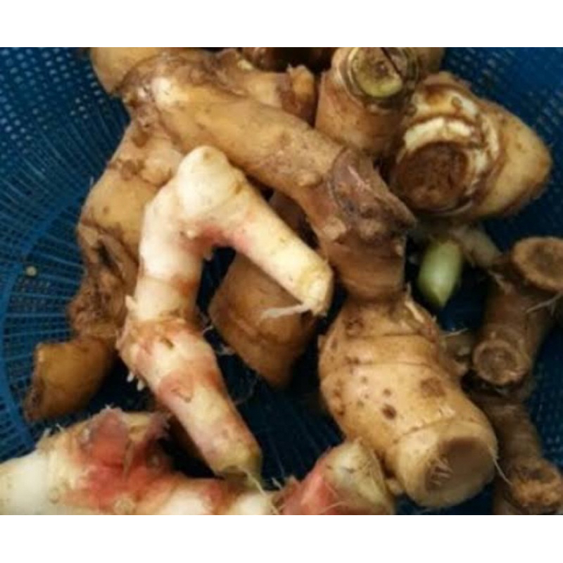 

Umbi pacing segar / rimpang pacing segar 1 kg-az