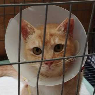 Elizabeth collar kucing - anjing / corong kepala