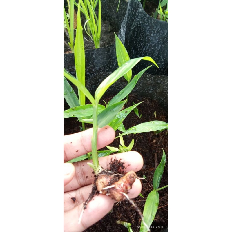 Bibit Jahe Merah Super