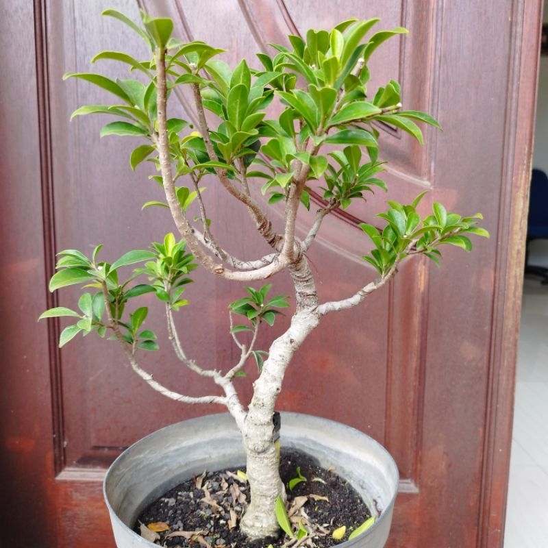 Bonsai Beringin Elegant