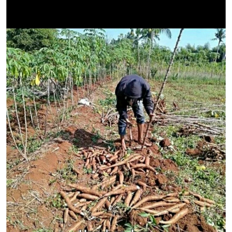 

singkong kalimantan singkong ungu