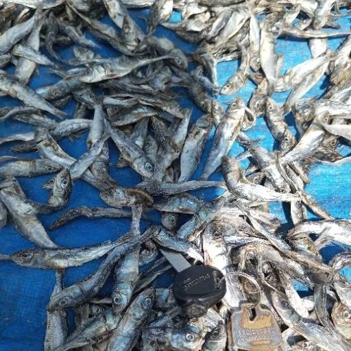 

ikan teri kering fresh asli pantai Prigi Trenggalek