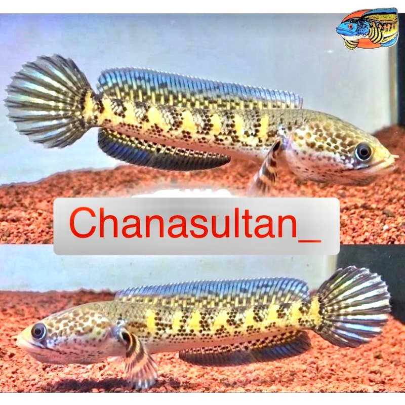 Chana Auranti Grad A+ isi 2 simet simet (2-5cm)