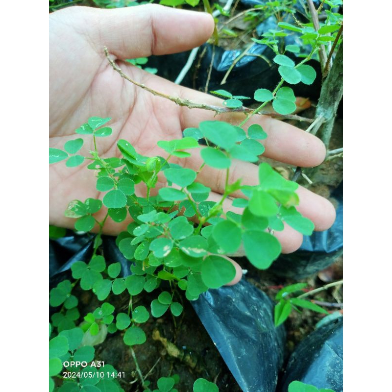 tanaman herbal dukut jarem hijau putih jamu