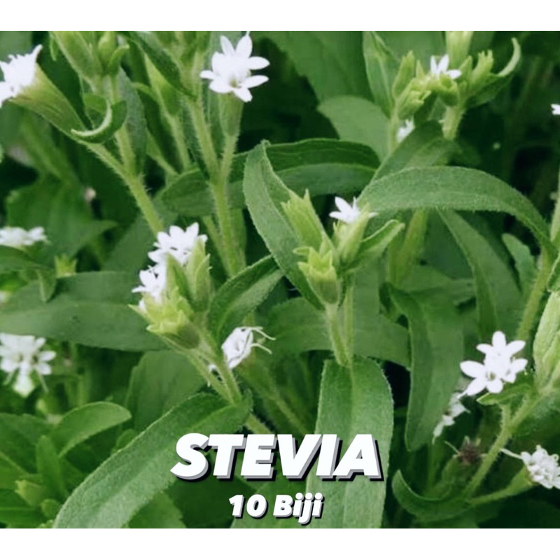 Benih stevia daun kecil isi 10 seed