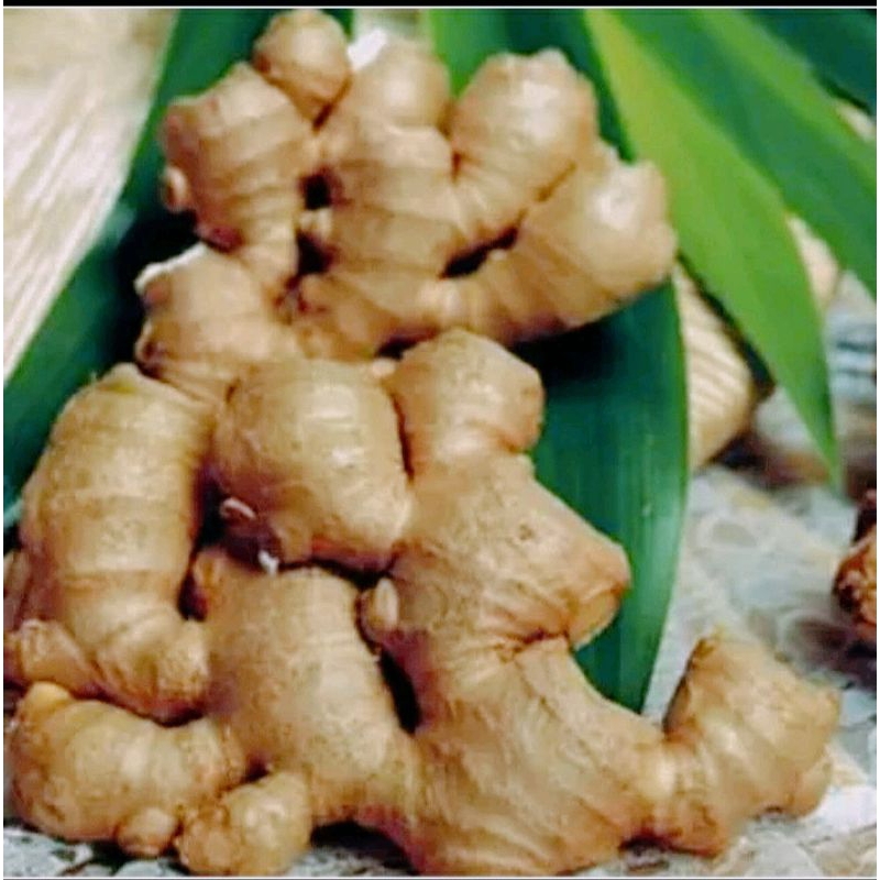 

Benggle, banglai, panglai segar 1kg super besar