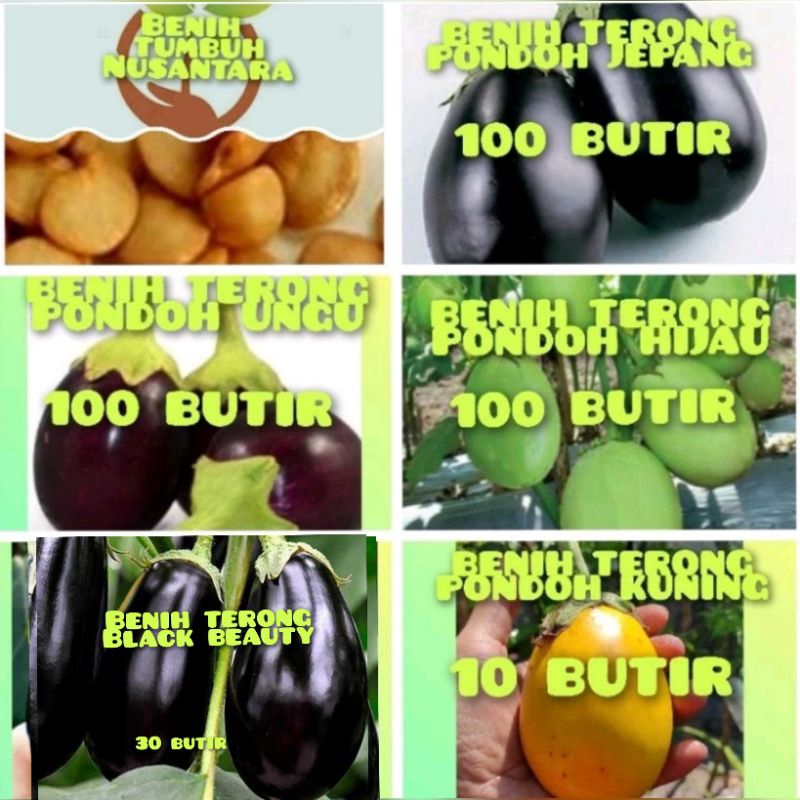 BENIH TERONG BLACK BEAUTY,TERONG JEPANG PONDOH,TERONG UNGU PONDOH,TERUNG HIJAU PONDOH,TERONG KUNING 