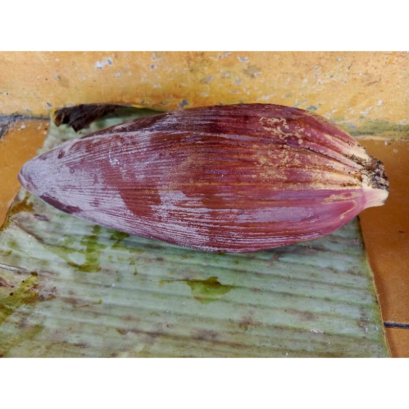 

Jantung Pisang Kepok super jumbo