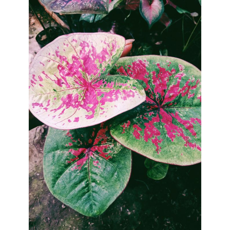 keladi Kimora /uncle Marley /h51 Caladium thayland