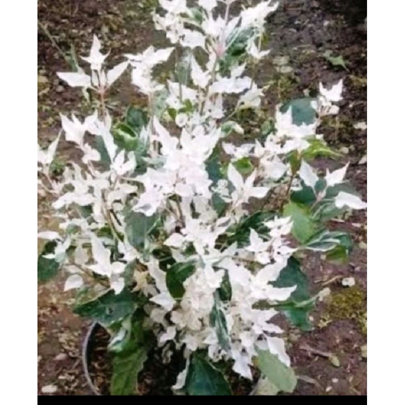 tanaman anting putri salju bisa buat stek sambung bahan bonsai beli 5 harga Rp6000