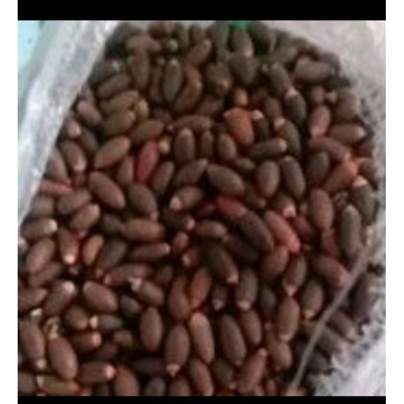 

biji melinjo asli 100% bahan emping harga per 1kg