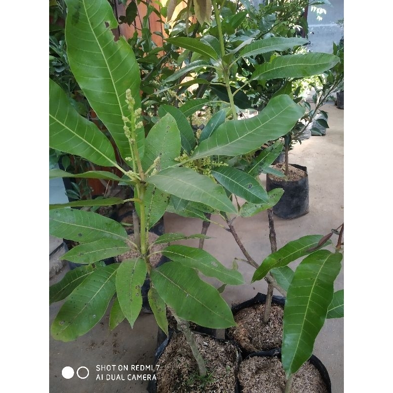 Bibit Mangga Mahatir, Chokanan, Yuwen Kondisi Berbunga