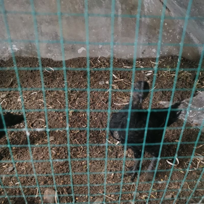 ayam cemani lidah hitam