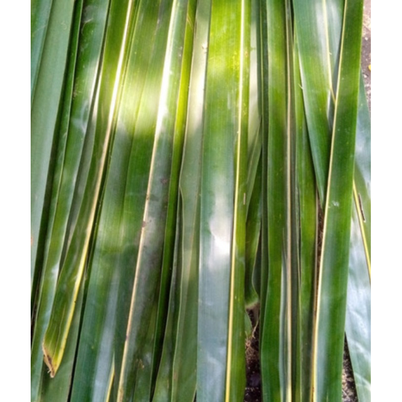 

Daun kelapa segar hijau petik langsung 1 kg