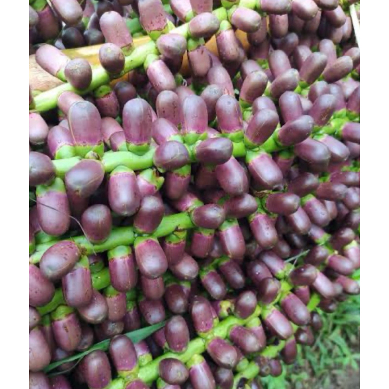 

Bunga aren segar langari aren segar 1 kg-az