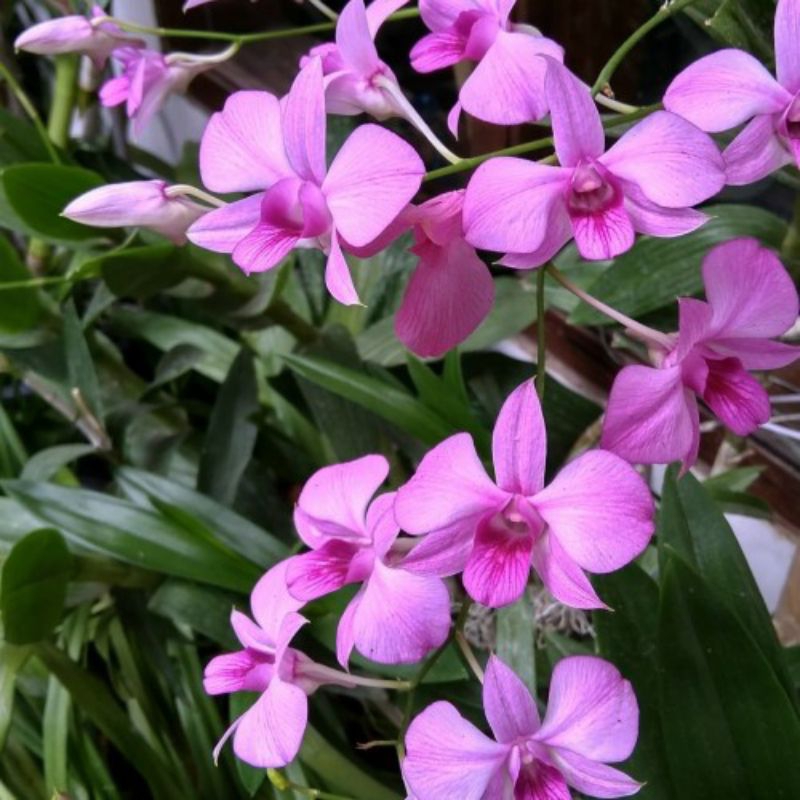 dendrobium larat  dewasa