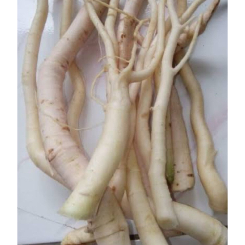 

Akar pepaya gantung segar 250 gram-az