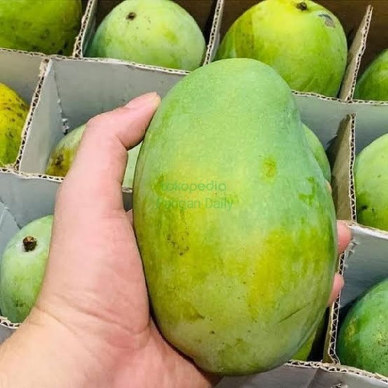 

Buah mangga manis great A pilihan 1kg