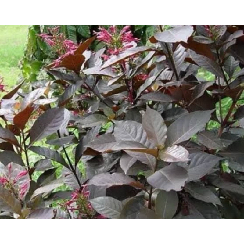 

Daun ungu segar daun handeuleum segar 30 lembar pilihan-az