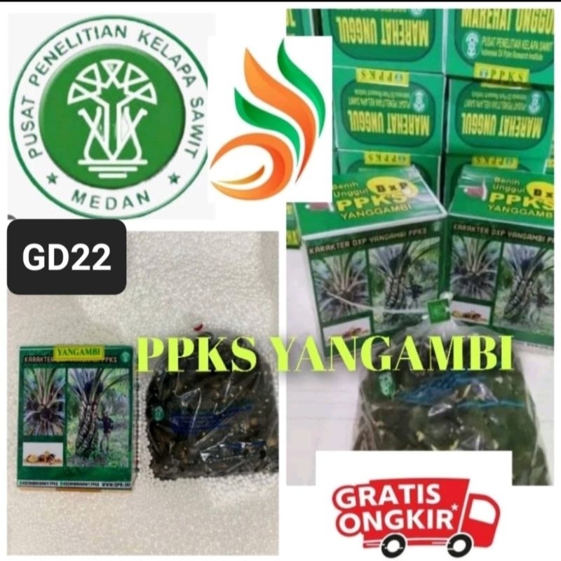 Ready bibit kecambah PPKS YANGAMBI Bersertifikat