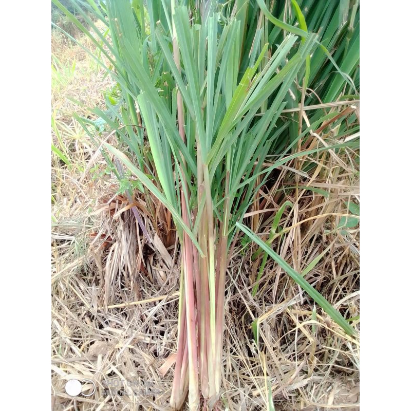 

sereh herbal, sereh merah