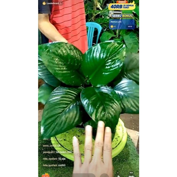 tanaman hias peace llily manaloa bangkok