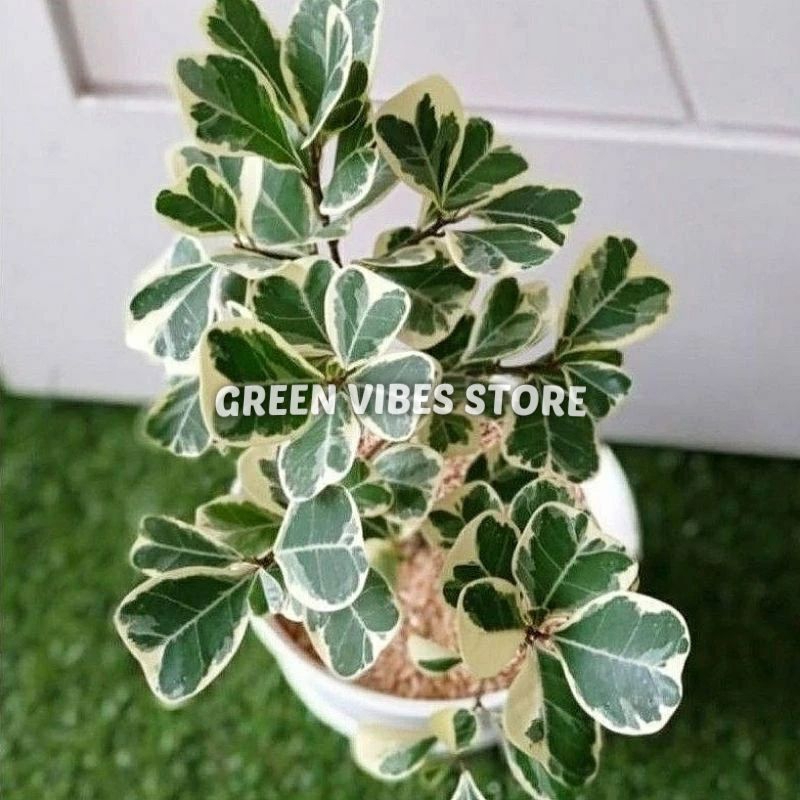 jual tanaman hias bringin variegata bringin kupu2 estetik