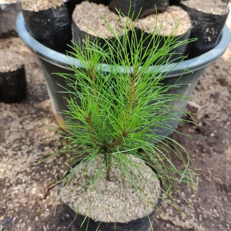 Bibit pohon pinus merkusi cemara pinus