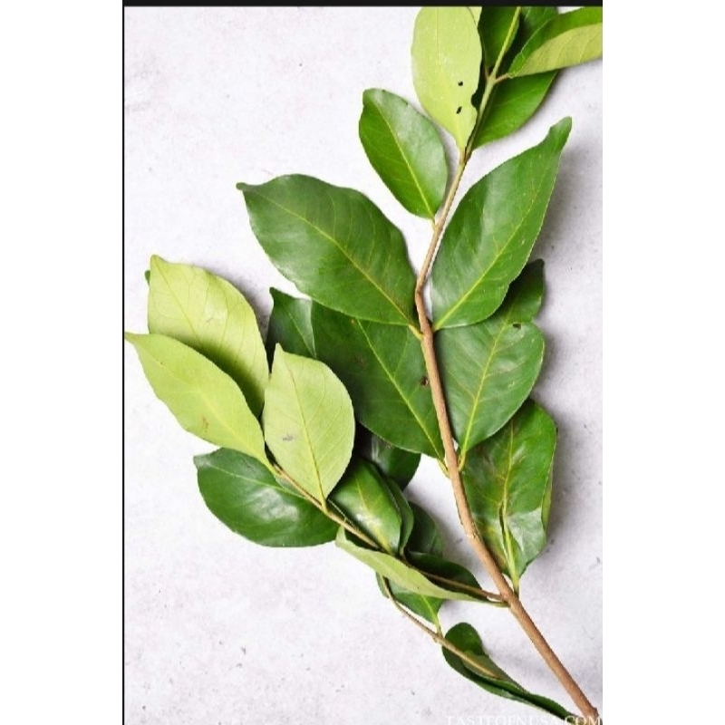 

Daun salam Segar banyak manfaat nyh 1kg murah