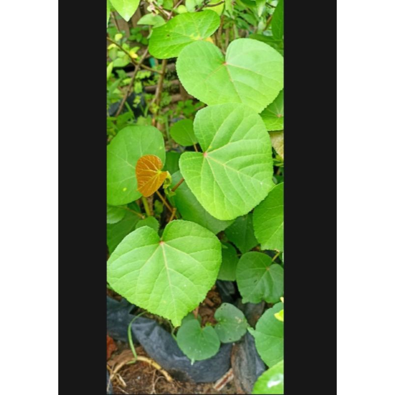 Bahan Bonsai Bibit Waru India