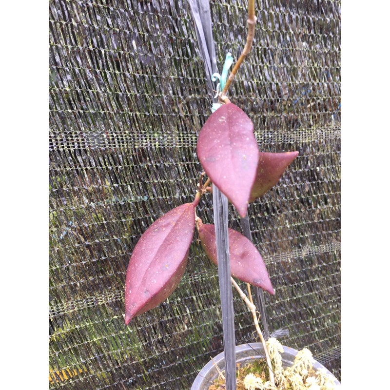 Hoya aff.sulawesiana/isabelchanae