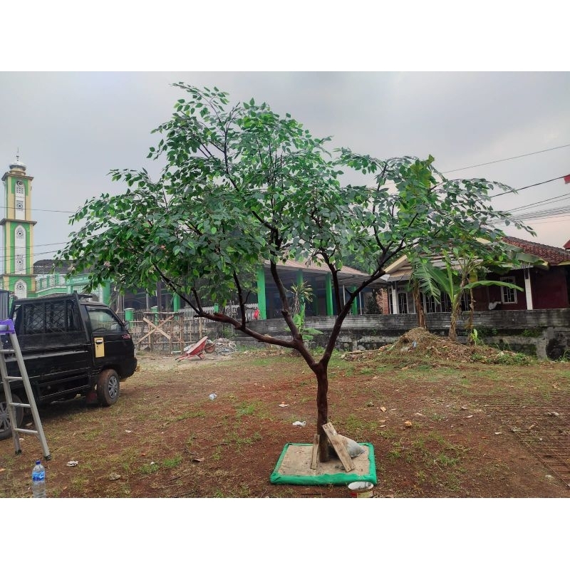 POHON BERINGIN/POHON BERINGIN HIAS/POHON BERINGIN DEKORASI/POHON BERINGIN ARTIFICIAL