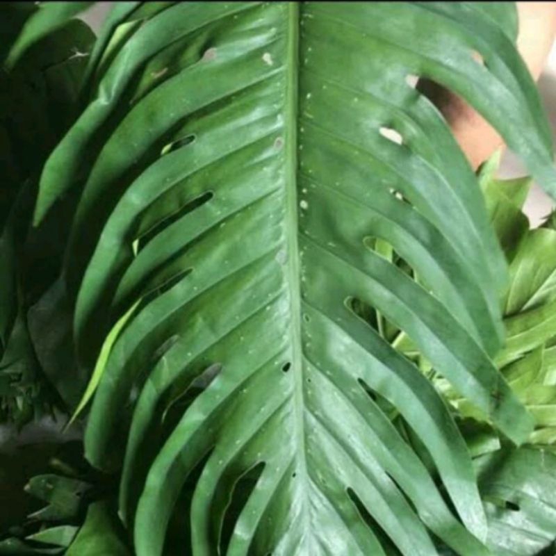 

Daun ekor naga Murni daun 1kg