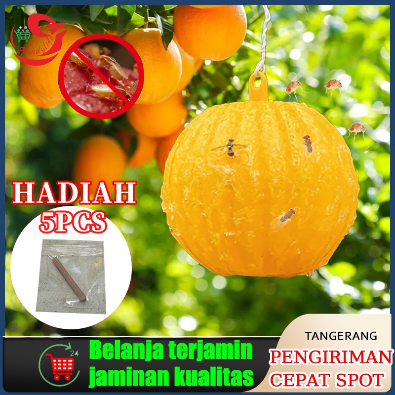 Bulat perangkap lalat buah(Yellow Trap Likat Kuning)