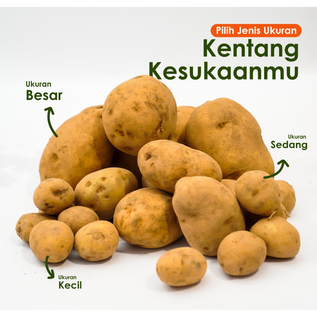 

Rumah Sayur Mang Oyo - Kentang Premium Ukuran Besar Kualitas Terbaik