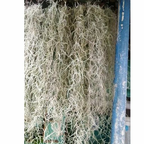 tanaman hias janggut dewa-janggut musa