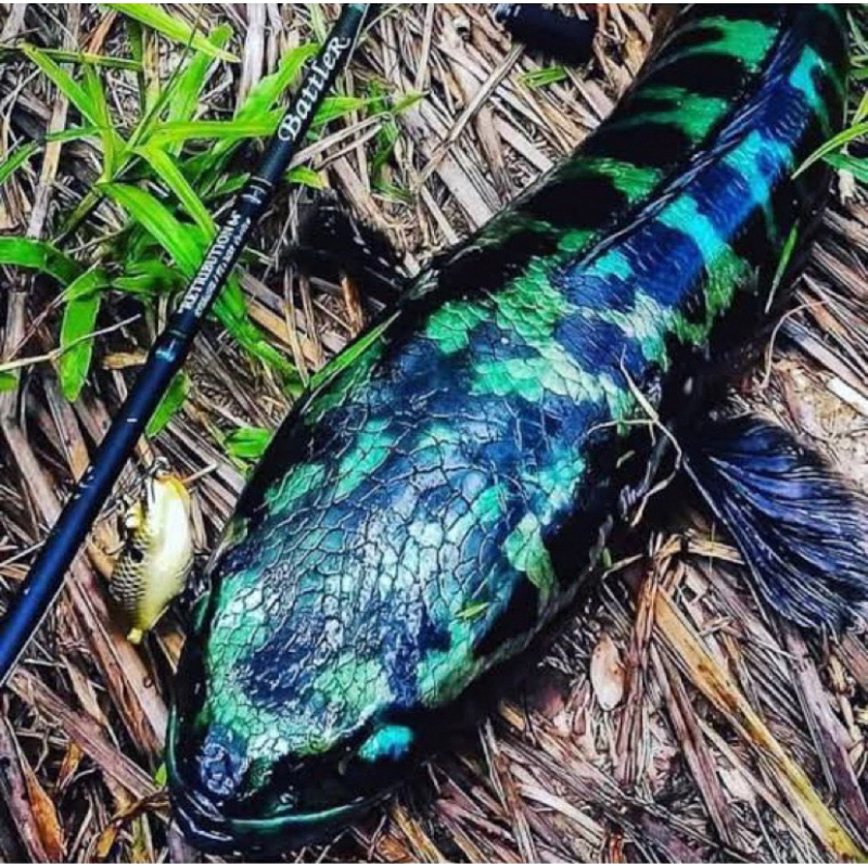 Toman hijau predator Asli kalimantan 3-5cm