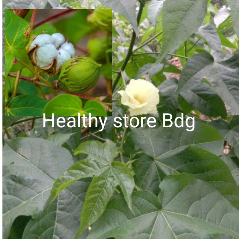 

Daun Kapas segar jual per 20 lembar