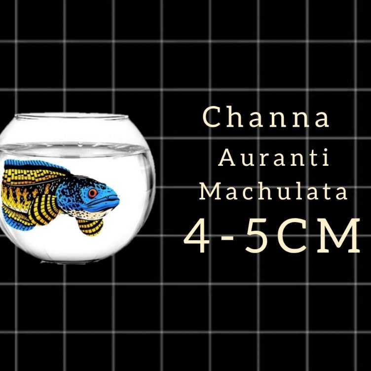 

KODE M72J Sticker Channa AURANTI Machu 45CM