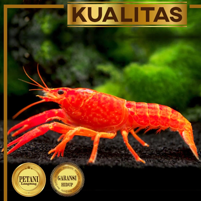 Lobster Merah / Crayfish Hiasan Aquarium Tanaman Aquascape Paludarium Ikan Hias