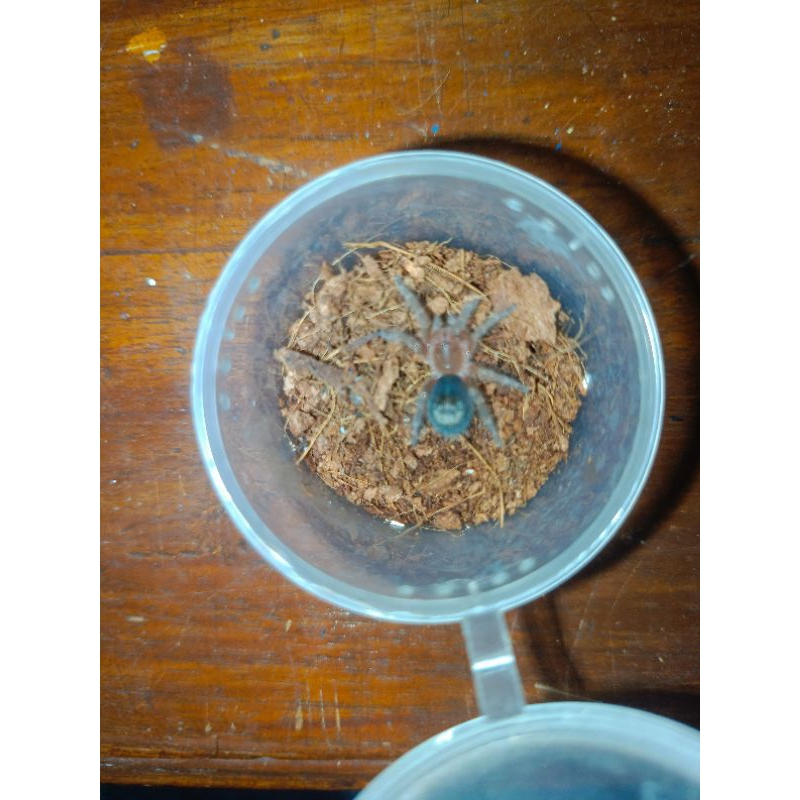 tarantula grammostola pulchripes