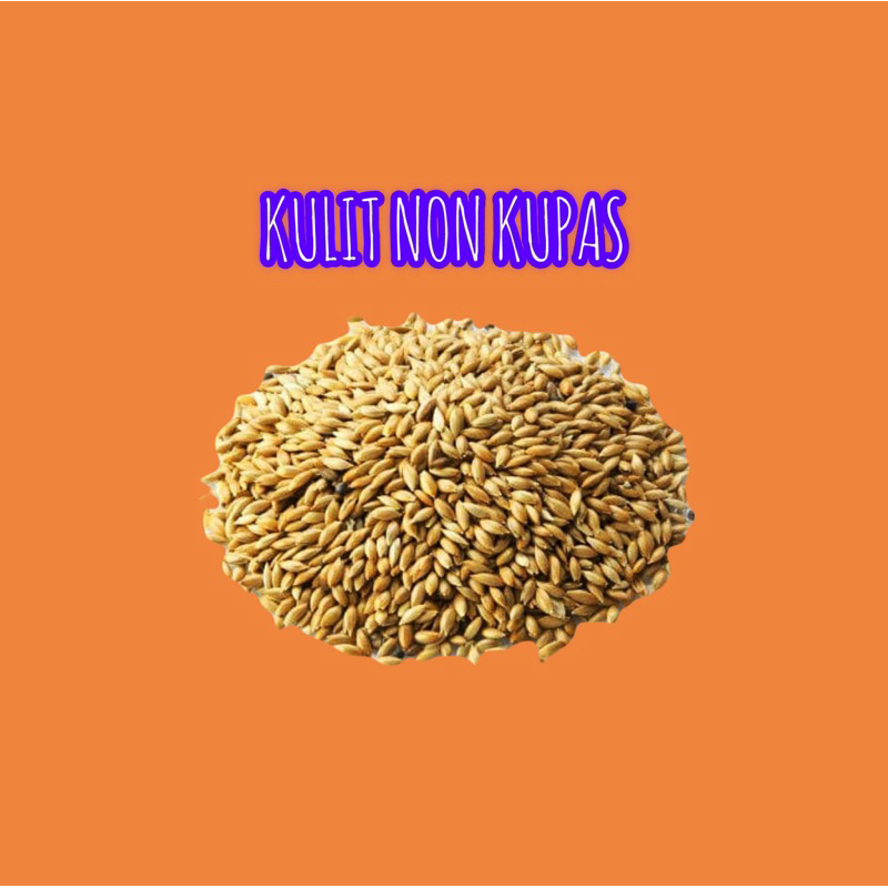 Haver 1KG Canary Seed Kulit Non Kupas Burung Lovebird Monk Falk Parkit Conure