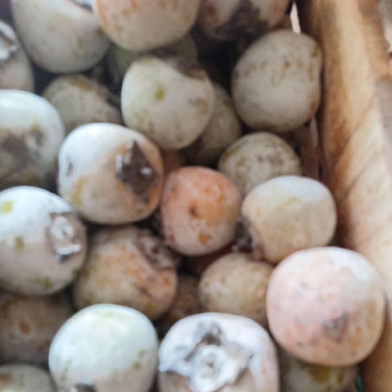 

BUAH KESEMEK 1KG